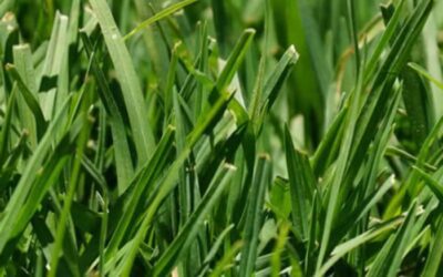 Lawn Type vs. Mower Type: The Perfect Match for Your NZ Grass