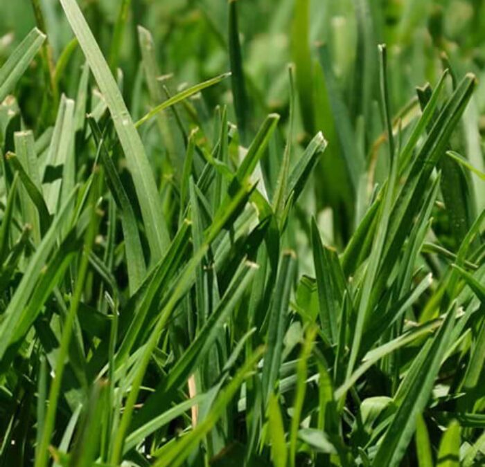 Lawn Type vs. Mower Type: The Perfect Match for Your NZ Grass
