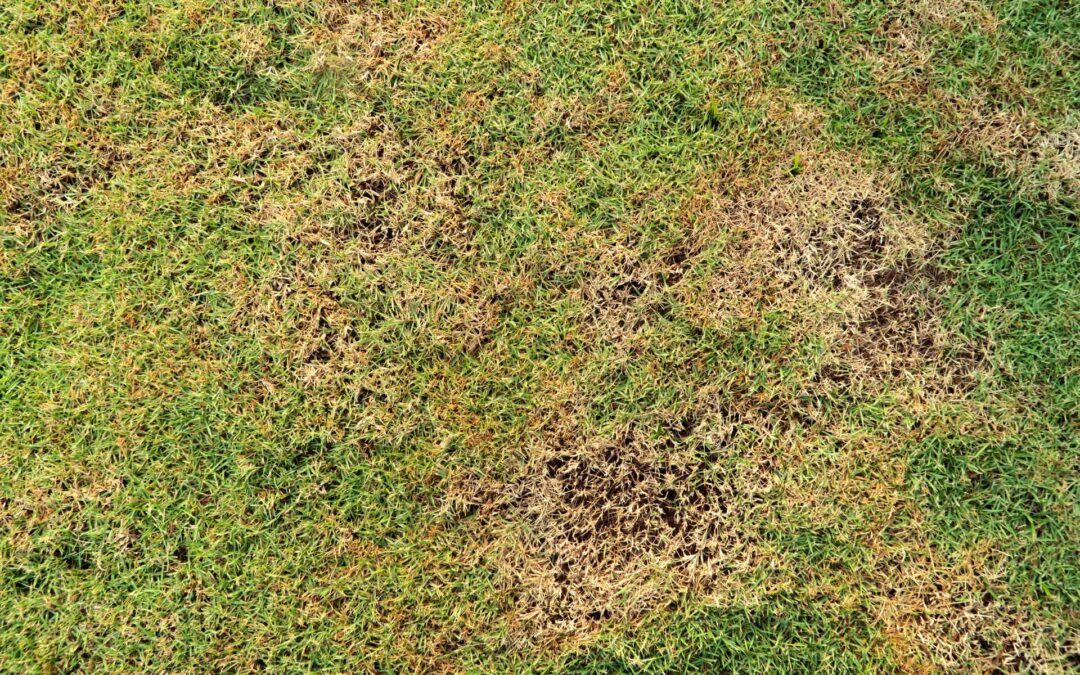 Unravelling the Mystery: How to Fix Brown Patches in Your Lawn NZ