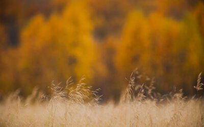 Prepping Your Lawn for the Autumn Growth Spurt